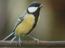Ecouter les chants et les cris de la Mésange charbonnière